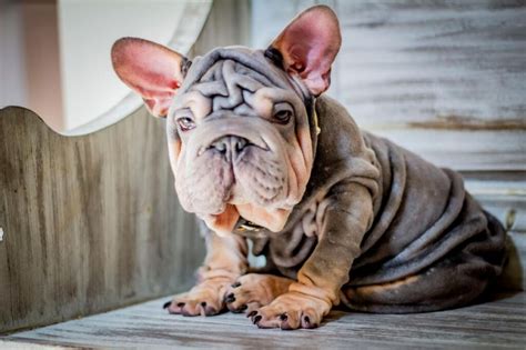 Big rope french bulldog - 